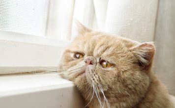 5 признаков того, что вашей кошке скучно