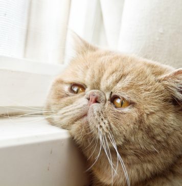 5 признаков того, что вашей кошке скучно