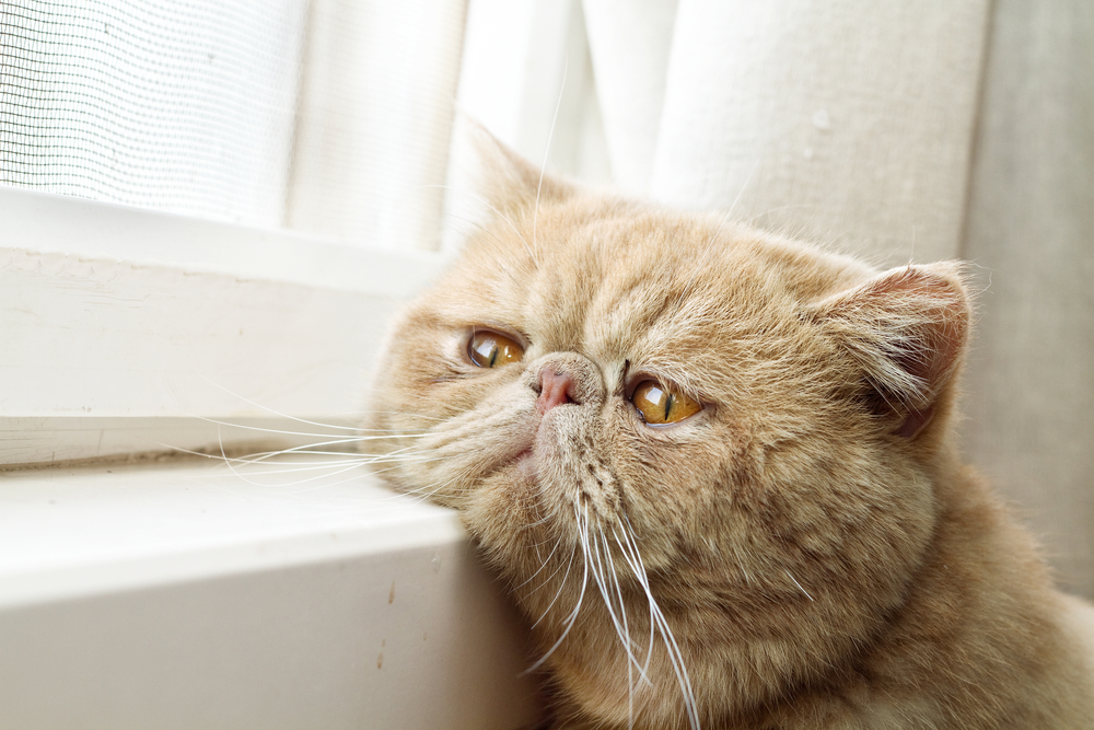 5 признаков того, что вашей кошке скучно