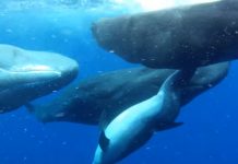 Возможна ли дружба между дельфинами и кашалотами