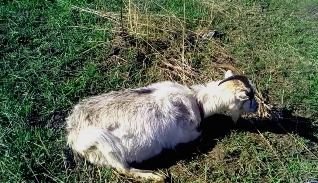 Тимпания у коз: причины, симптомы и эффективное лечение