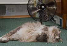 Как помочь вашей кошке перенести жару в квартире? 5 советов