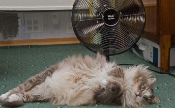 Как помочь вашей кошке перенести жару в квартире? 5 советов