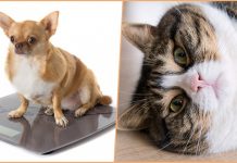 Как диагностировать и предотвратить ожирение у домашних животных