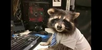 5 причин завести енота