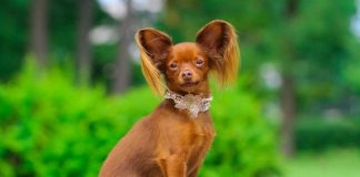 Порода собак Русский тойтерьер