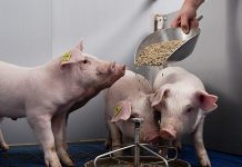 Как правильно кормить свиней?