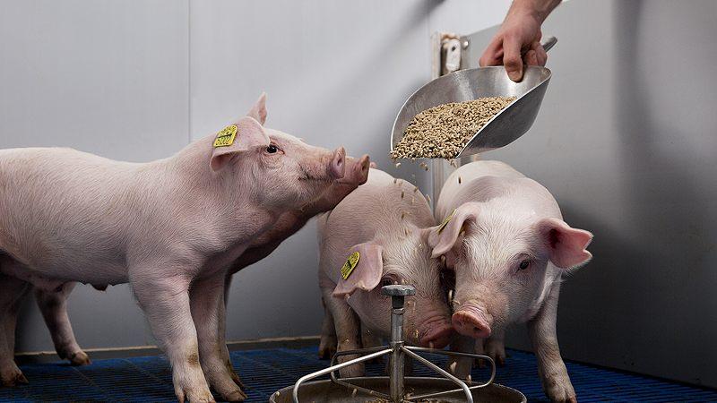Как правильно кормить свиней?