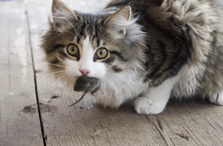 Почему кошки едят мышей