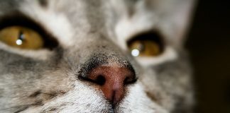 Причины возникновения насморка у кошки