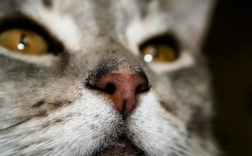 Причины возникновения насморка у кошки