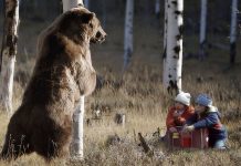 Встречи с медведем