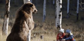 Встречи с медведем