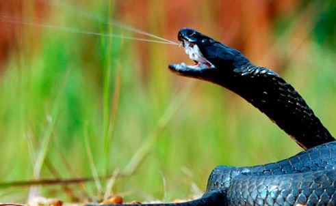 Черношеяя плюющаяся кобра