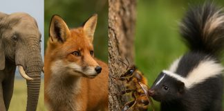 Как животные используют запахи для общения