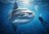 Лунная рыба (Mola mola): гигант среди лучепёрых