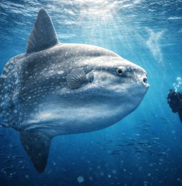 Лунная рыба (Mola mola): гигант среди лучепёрых Лунная рыба (Mola mola): гигант среди лучепёрых