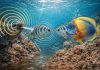 Как рыбы общаются: звуки, вибрации и цветовые сигналы