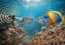 Как рыбы общаются: звуки, вибрации и цветовые сигналы Как рыбы общаются: звуки, вибрации и цветовые сигналы