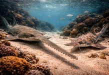 Пилоносы и рыбы-пилы: странные родственники акул