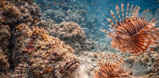 Рыбы-камни и рыбы-львы: мастера маскировки и ядовитой защиты