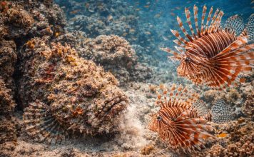 Рыбы-камни и рыбы-львы: мастера маскировки и ядовитой защиты