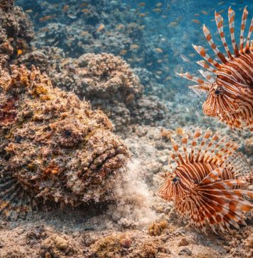 Рыбы-камни и рыбы-львы: мастера маскировки и ядовитой защиты