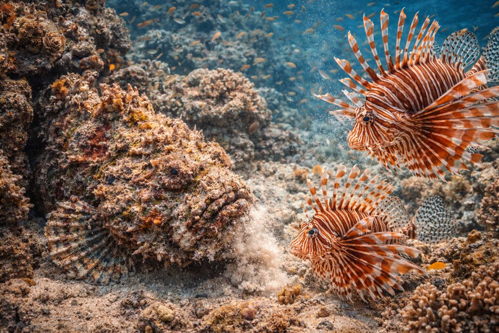 Рыбы-камни и рыбы-львы мастера маскировки и ядовитой защиты Рыбы-камни и рыбы-львы: мастера маскировки и ядовитой защиты