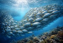 Стая как организм: как работают рыбьи коллективы