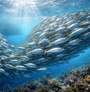 Стая как организм: как работают рыбьи коллективы