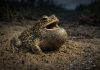 Жаба камышовая — небольшая жаба, любит песчаные места и поёт очень громко