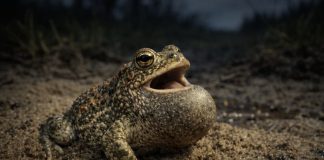 Жаба камышовая — небольшая жаба, любит песчаные места и поёт очень громко