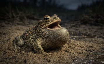 Жаба камышовая — небольшая жаба, любит песчаные места и поёт очень громко