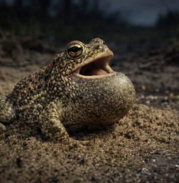 Жаба камышовая — небольшая жаба, любит песчаные места и поёт очень громко