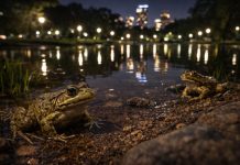 Амфибии городов: лягушки в парках и жизнь среди шума, света и химии Амфибии городов: лягушки в парках и жизнь среди шума, света и химии