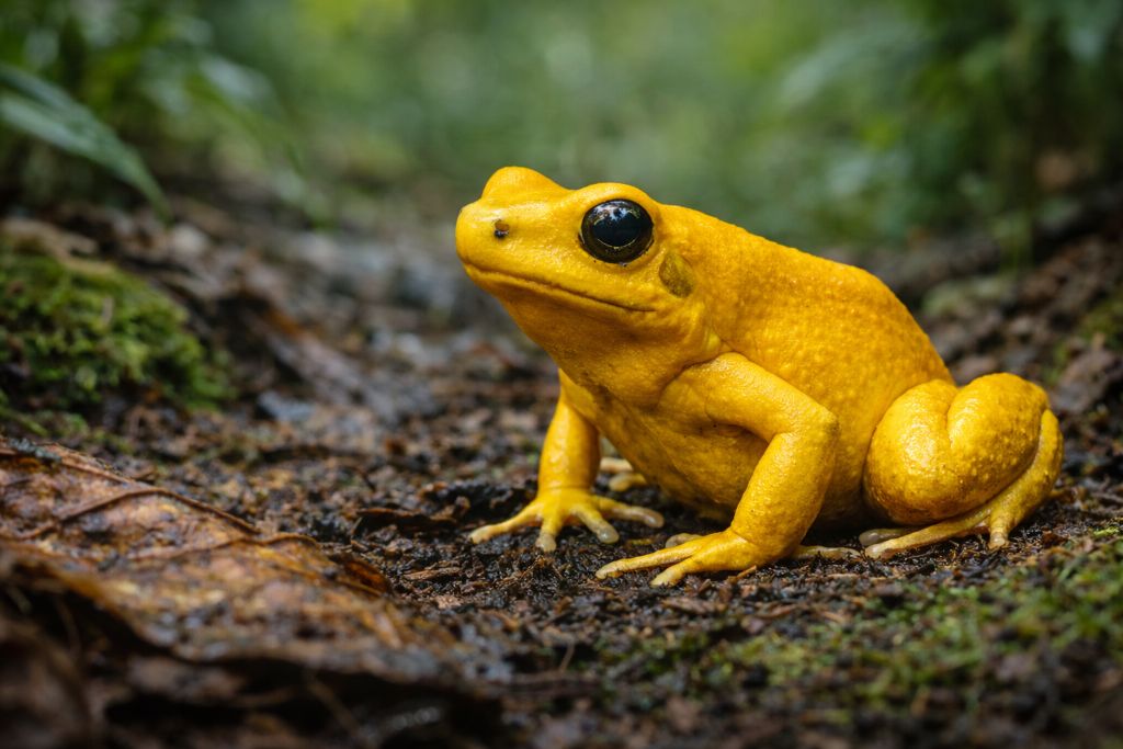 Древолаз золотистый Древолаз золотистый — один из самых известных ядовитых древолазов и один из самых токсичных позвоночных животных. Он обитает в очень ограниченном районе влажных тропических лесов на тихоокеанском склоне Колумбии, где держится у земли среди листовой подстилки, корней и мха. Несмотря на название «древолаз», этот вид чаще наземный: ему важны влажность, укрытия и стабильный микроклимат. Его яркая жёлтая, жёлто-оранжевая или салатово-жёлтая окраска — классический пример апосематизма, то есть предупреждающего сигнала хищникам. Такая «рекламная» расцветка работает только вместе с реальной защитой: кожные железы выделяют мощные алкалоиды, и попытка схватить лягушку для многих хищников заканчивается тяжёлым отравлением. В результате яркость не повышает риск быть замеченным, а наоборот снижает вероятность атаки — если хищники «обучены» избегать такого паттерна. Ключевой факт, который ты отметила, — токсичность связана с рационом. В природе древолазы получают алкалоиды из добычи (прежде всего из некоторых муравьёв, клещей и других мелких членистоногих) и затем накапливают их в коже. В неволе при «обычном» кормлении (например, дрозофилами и сверчками) уровень токсинов обычно резко падает: без источника специфических алкалоидов лягушка не «производит» яд сама в прежнем объёме. Строение у вида компактное: гладкая кожа, крепкие конечности, липкие подушечки на пальцах, позволяющие цепляться за влажные поверхности. Но главным «оружием» остаётся именно химическая защита, а не скорость или сила укуса. При угрозе лягушка чаще полагается не на побег, а на уверенную демонстрацию — сохраняет позу, давая понять, что она «не съедобна». Поведение у золотистого древолаза дневное: он активен при свете, что логично для предупреждающей окраски — сигнал должен быть заметен. Питается мелкими беспозвоночными, которых собирает в подстилке. Территориальность выражена: самцы могут охранять участок и активно использовать голосовые сигналы, особенно в сезон размножения и при конкуренции. Размножение происходит на суше, но с обязательной «привязкой» к воде для личинок. Икру откладывают во влажных укрытиях, часто под листьями. После выхода головастиков взрослые переносят их к небольшим водным скоплениям — лужицам, чашам в растениях или другим мини-водоёмам, где личинки продолжают развитие. Такая стратегия уменьшает риск для кладки и позволяет использовать очень маленькие, защищённые водные «карманы». Интересная адаптация — сочетание яркой рекламы токсичности и точечного использования микроводоёмов для потомства. Лягушка не зависит от больших открытых водоёмов, где выше конкуренция и риск хищников, а «распределяет» потомство по небольшим безопасным резервуарам. Это особенно эффективно в условиях влажного леса, где вода присутствует фрагментарно. В экосистеме золотистый древолаз — хищник мелких беспозвоночных и одновременно «инженер» химической защиты: он переносит алкалоиды из пищевой сети членистоногих в уровень позвоночных. Его токсичность влияет на поведение хищников и формирует локальные «правила» избегания ярко окрашенной добычи. Косвенно такие виды могут поддерживать разнообразие, меняя структуру охоты и риск-поведение в сообществе. Вывод: яркая окраска золотистого древолаза — это честный предупреждающий сигнал, подкреплённый мощной химической защитой. Важнейшая деталь в том, что токсичность во многом «собирается» из рациона: без природных источников алкалоидов этот эффект резко ослабевает.