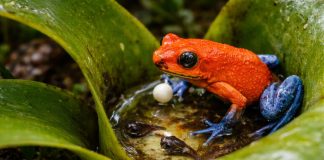 Древолаз клубничный