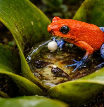 Древолаз клубничный