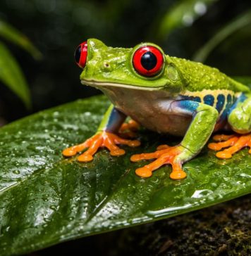 Красноглазая квакша