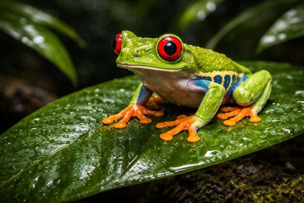 Красноглазая квакша Красноглазая квакша