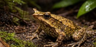 Лягушка Дарвина