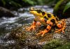 Лягушка-арлекин (Atelopus): яркий сигнал опасности и трагедия горных ручьёв Лягушка-арлекин
