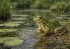 Лягушка водяная