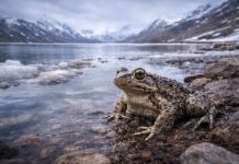 Лягушка озёр Тибета (тибетская плато-лягушка, Nanorana parkeri): холод, гипоксия и жизнь на «крыше мира» Лягушка озёр Тибета (тибетская плато-лягушка, Nanorana parkeri): холод, гипоксия и жизнь на «крыше мира»