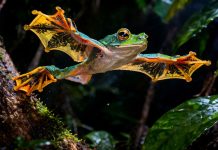 Лягушка-парусник