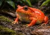 Лягушка-помидор