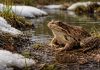 Лягушка травяная
