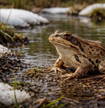 Лягушка травяная