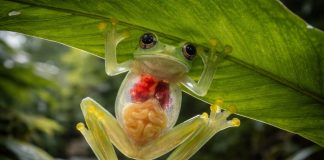 Стеклянная лягушка (центроленида)