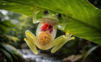 Стеклянная лягушка (центроленида)